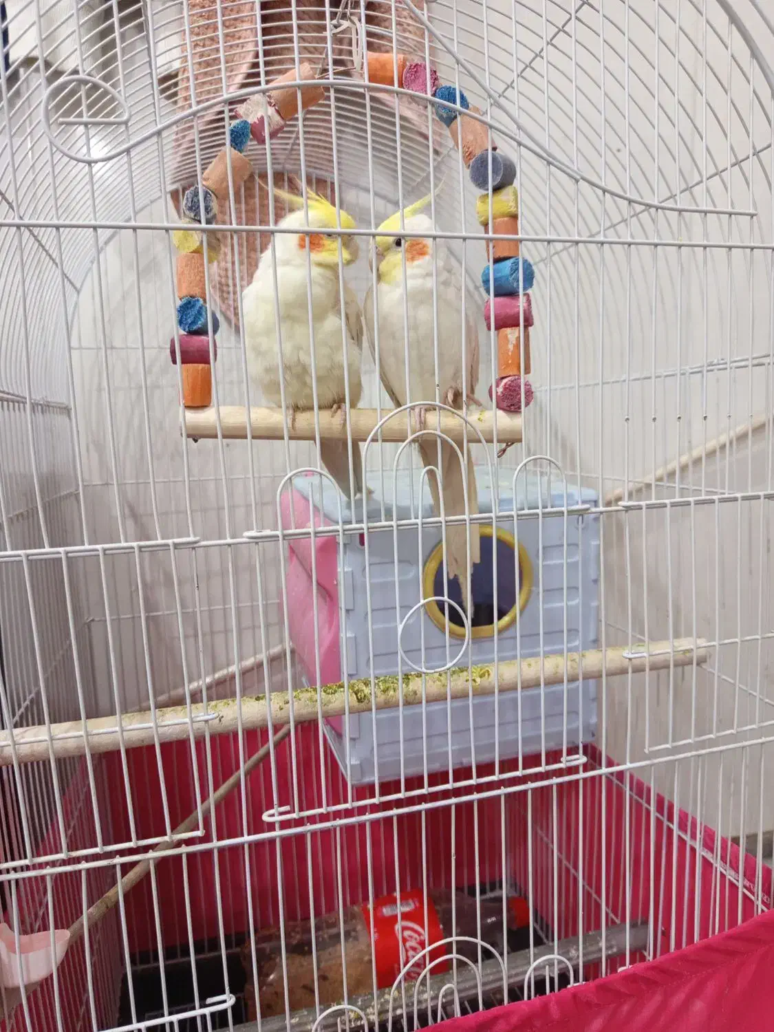 دو عدد عروس هلندی چیکو میشا|پرنده|مشگین شهر, |دیوار