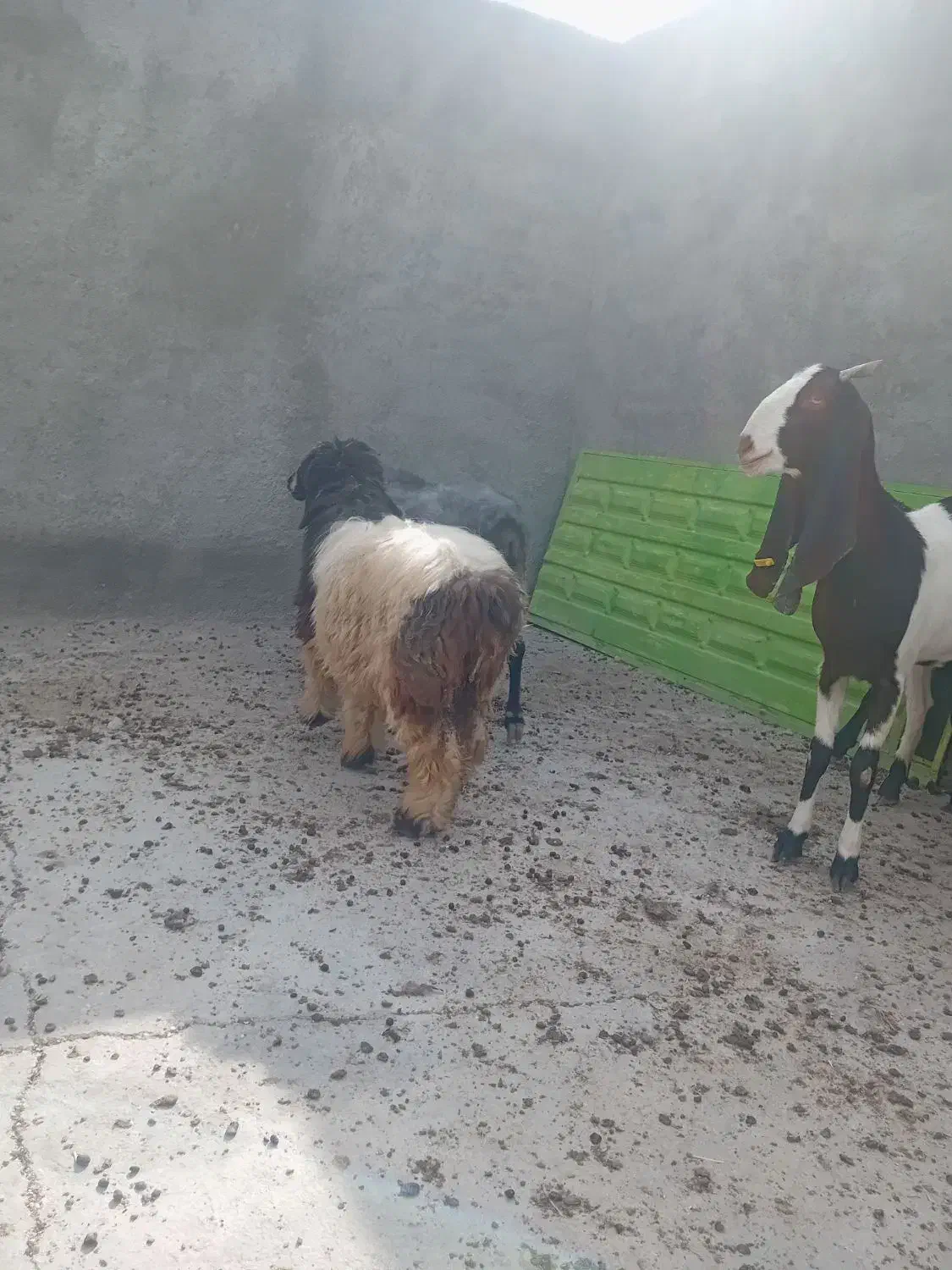 بره ماده سبک|حیوانات مزرعه|فیروزآباد (فارس), |دیوار