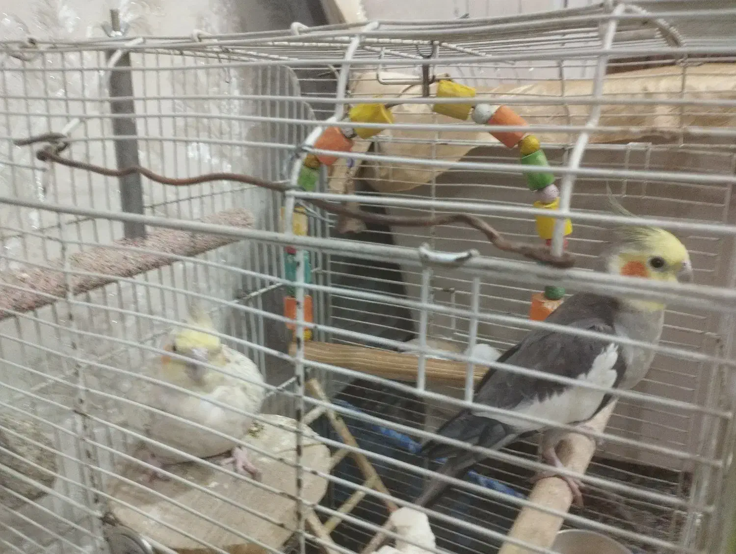 عروس هلندی جوان|پرنده|فشم, |دیوار