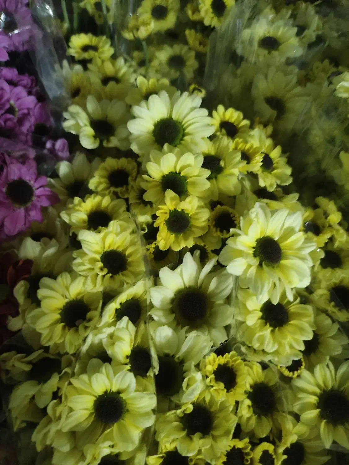 گل داودی عمده|گل و گیاه طبیعی|ری, بازار گل خاوران|دیوار