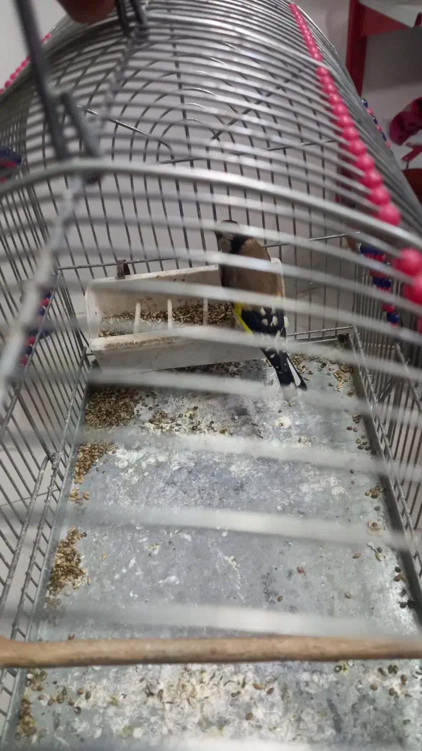 سهره سهره قناری|پرنده|رباطکریم, رباطکریم|دیوار