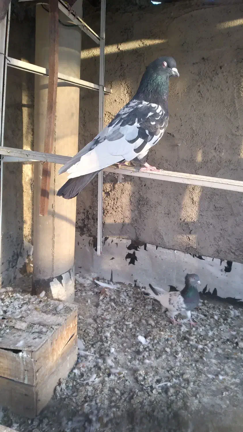 سینه مشگی|پرنده|زیباشهر, |دیوار