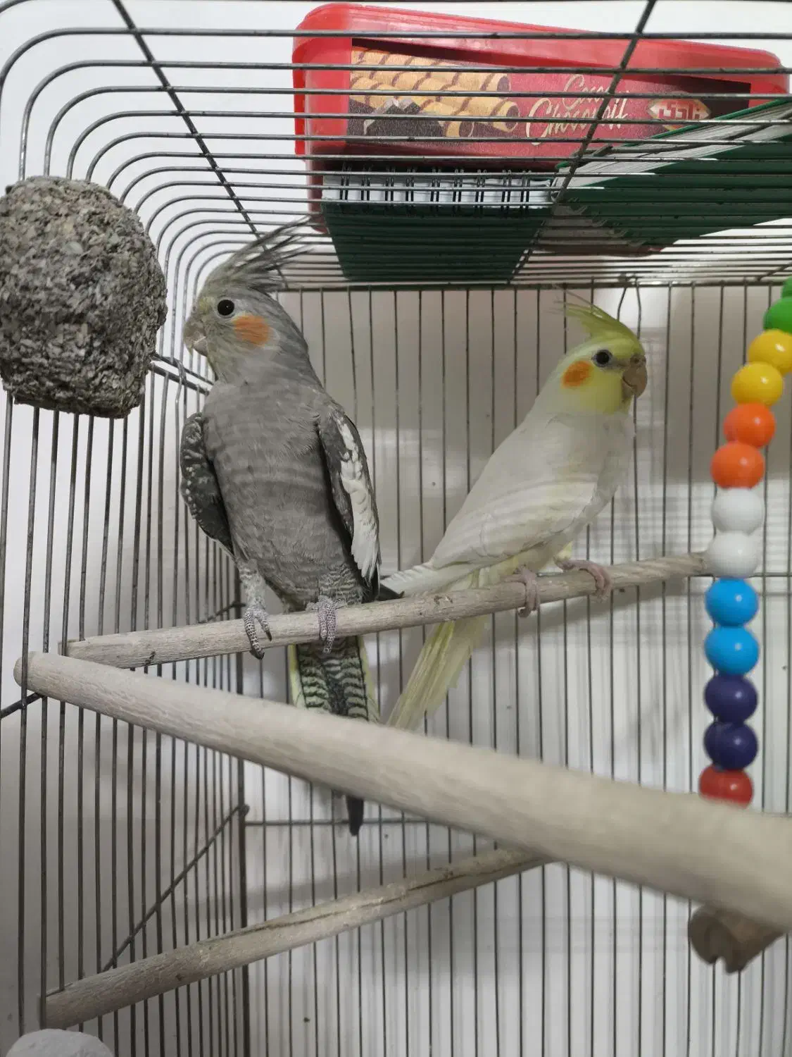 عروس هلندی|پرنده|قم, انسجام|دیوار