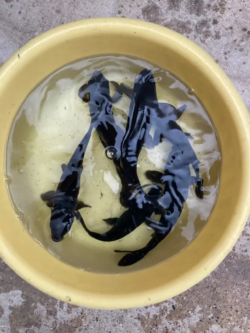 ماهی کوی|ماهی|اراک, |دیوار