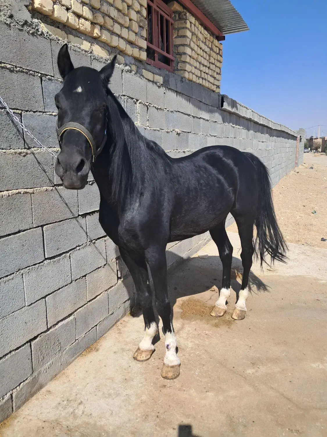 فروش نریان کره پوریا قاسمیان|اسب و تجهیزات اسبسواری|رامشه, |دیوار