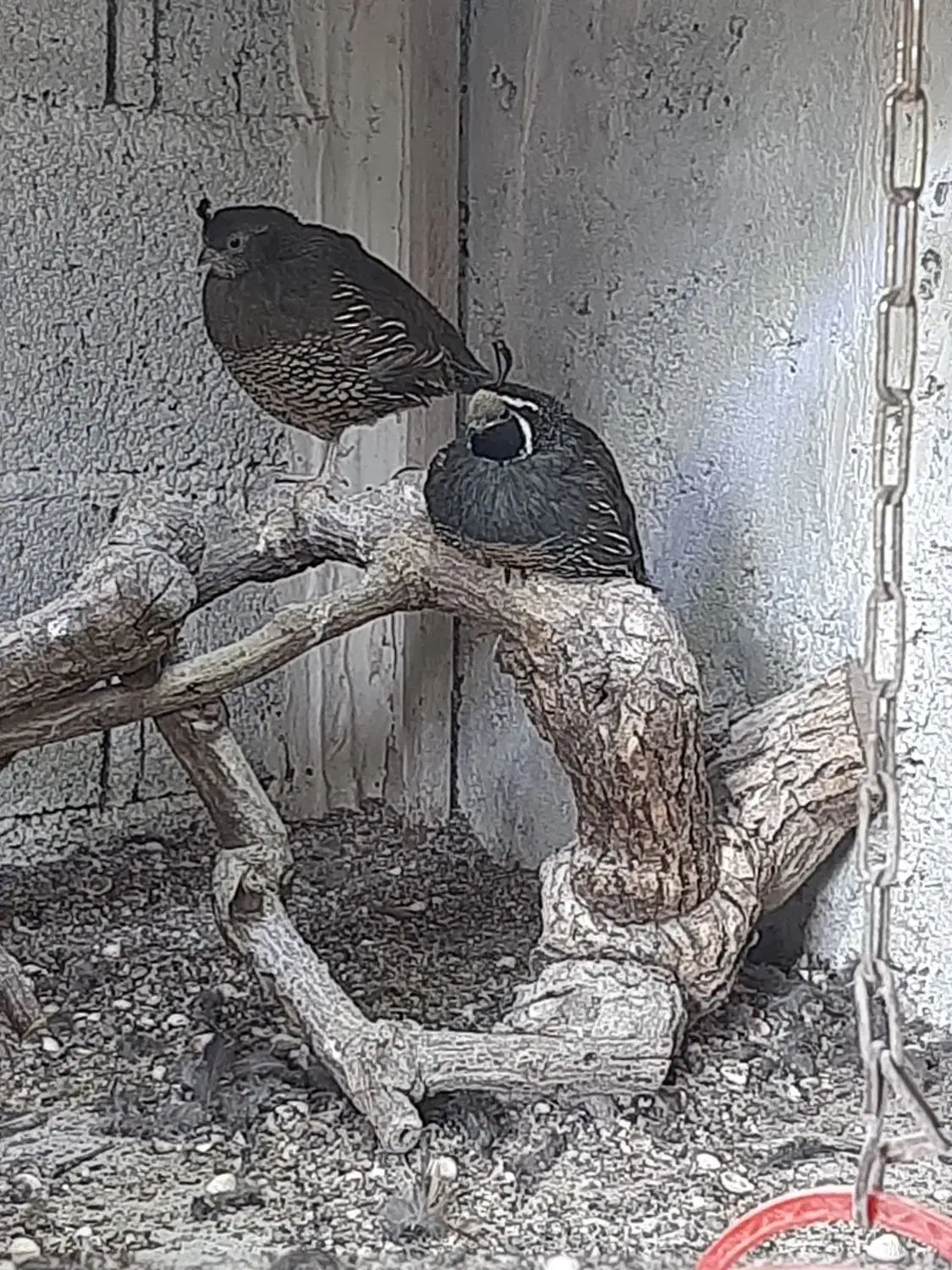 فروش بلدرچین کالیفرنیایی|حیوانات مزرعه|شیرود, |دیوار