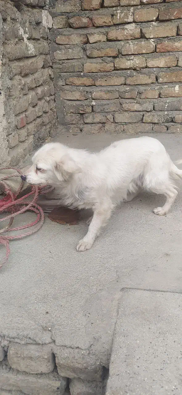 سگ پامرانین|سگ|بروجرد, |دیوار