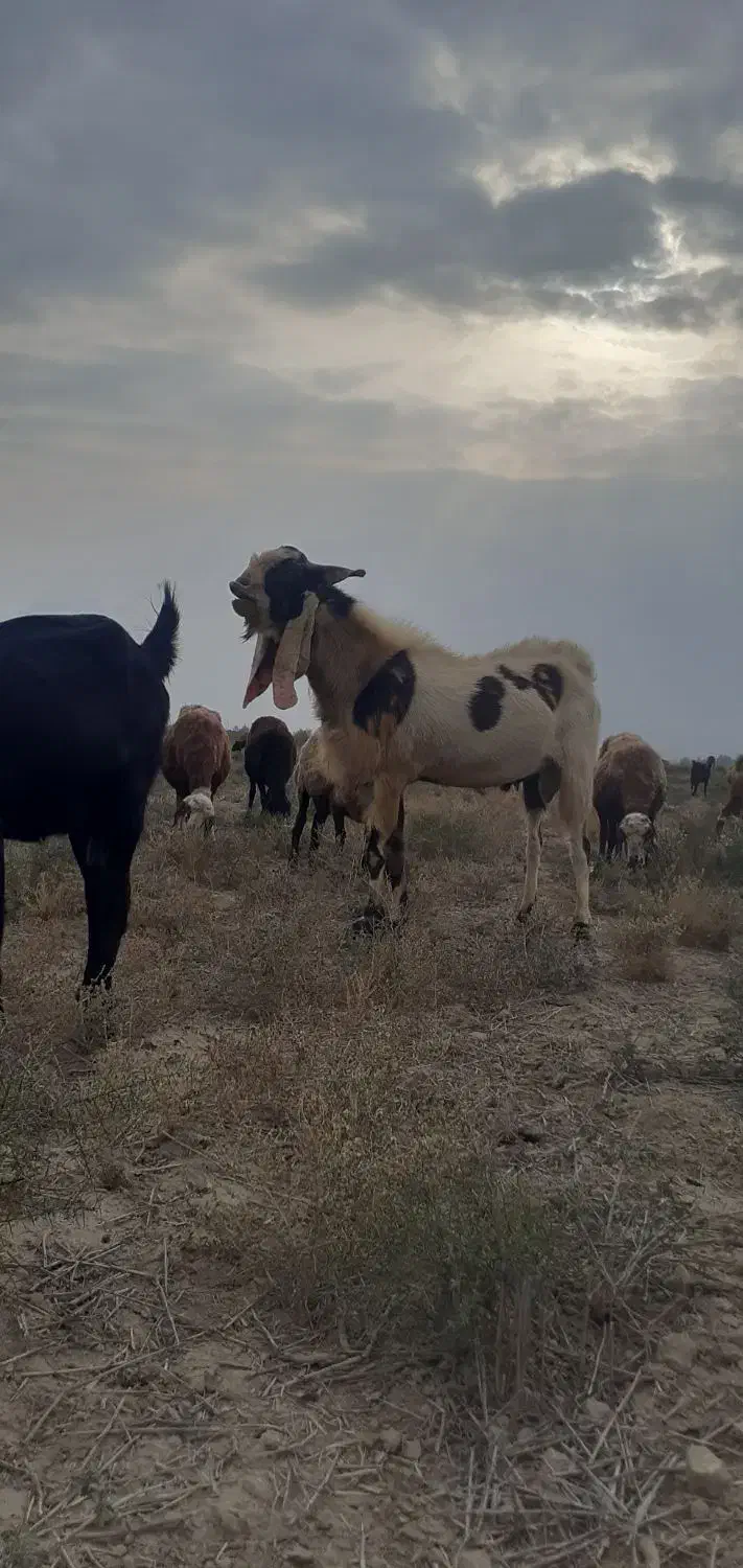 تکه|حیوانات مزرعه|انبارآلوم, |دیوار