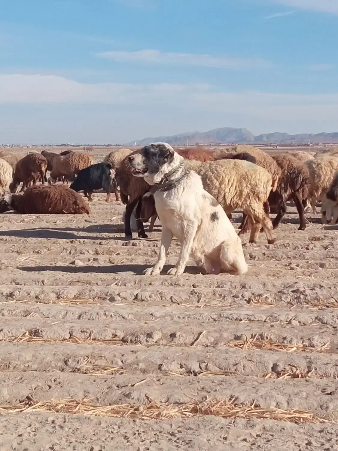 سگ گله ای|سگ|قائن, |دیوار