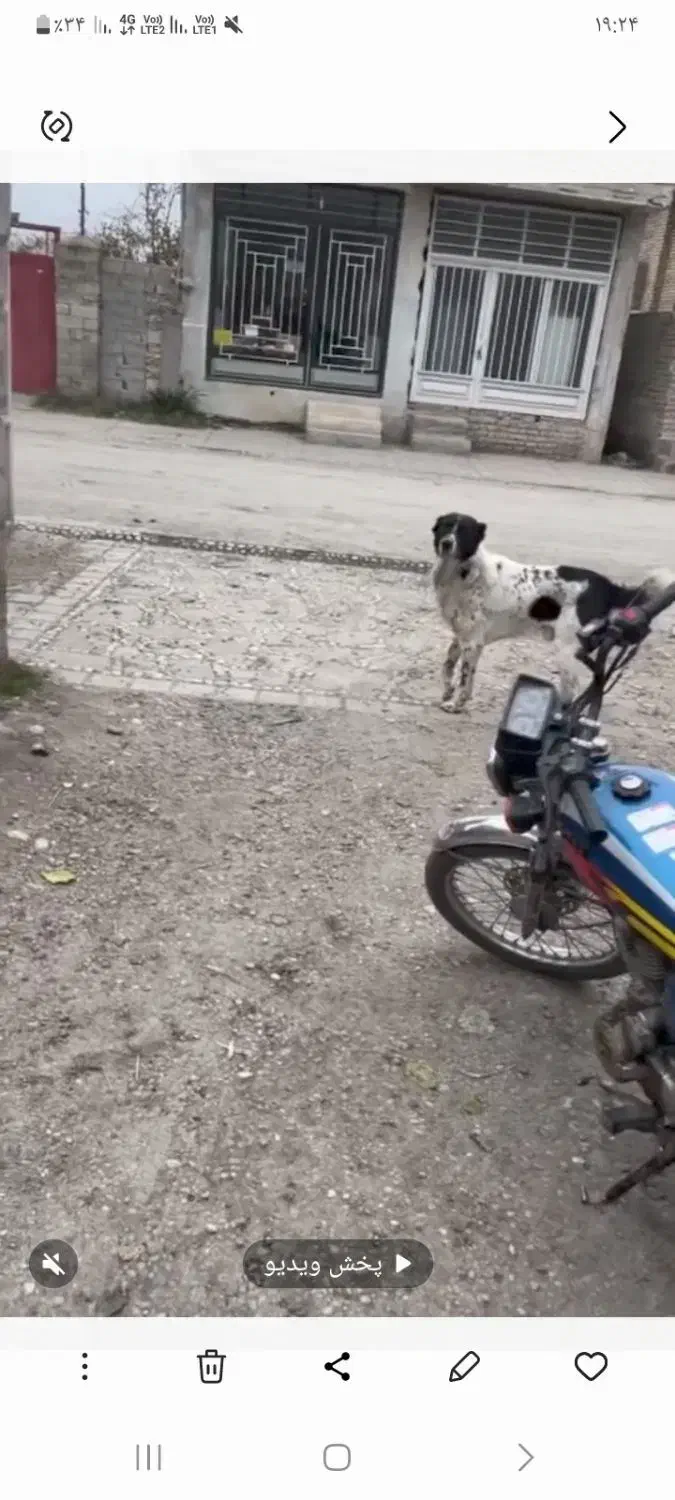 این سگم حدودا۵ماه پیش دوزدیدن|حیوانات|گالیکش, |دیوار