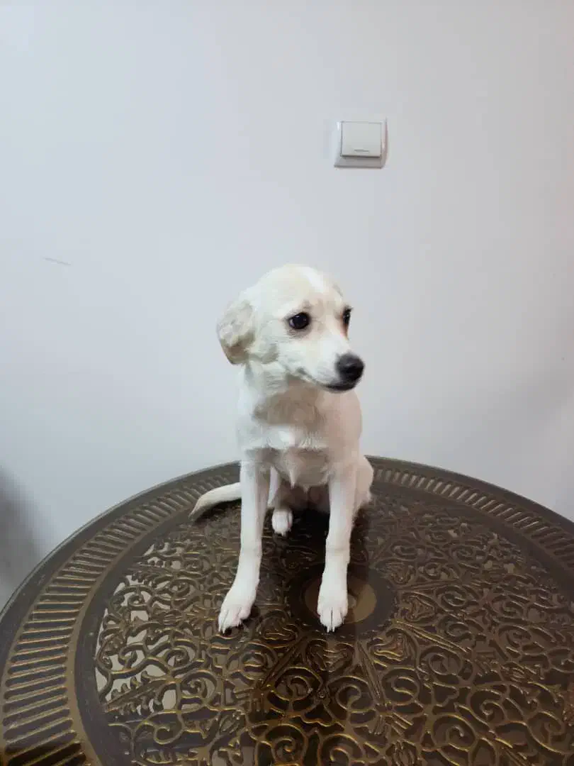 واگذاری توله رایگان حتما اطلاعات زیر مطالعه شود|سگ|تهران, ولنجک|دیوار