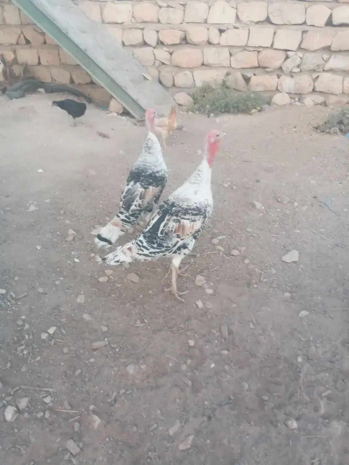 بوقلمون چاق|حیوانات مزرعه|کوهدشت, |دیوار