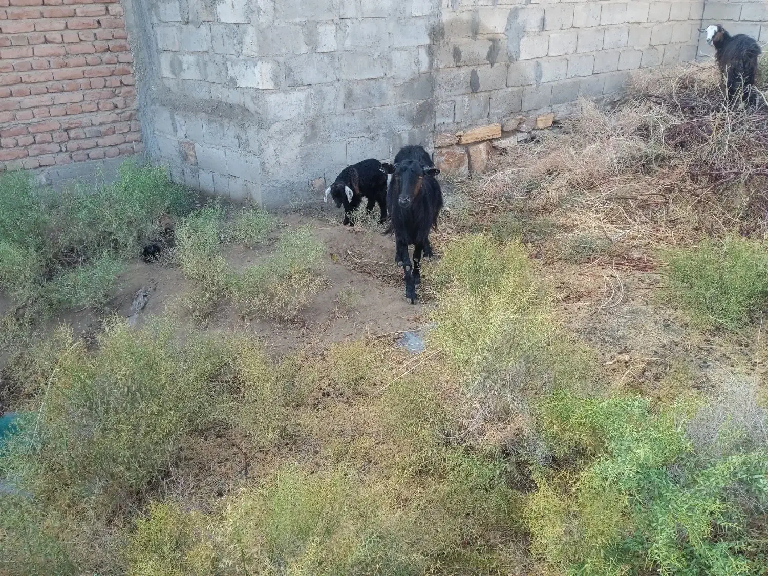 بز شیری با بچه|حیوانات مزرعه|میاندوآب, |دیوار