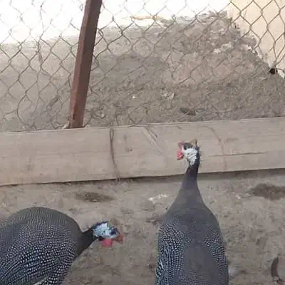 فروش مرغ هندی جوان تخمگذار|حیوانات مزرعه|اشکنان, |دیوار