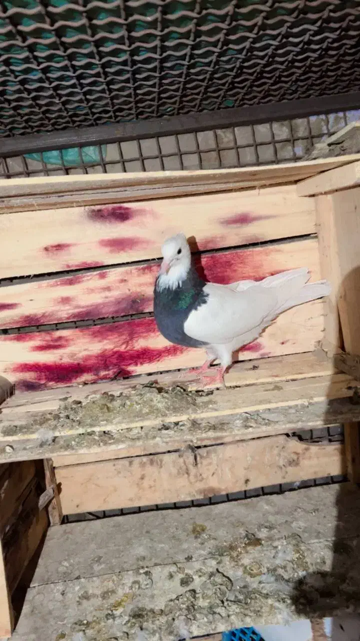 طوق سبز|پرنده|جیرفت, |دیوار