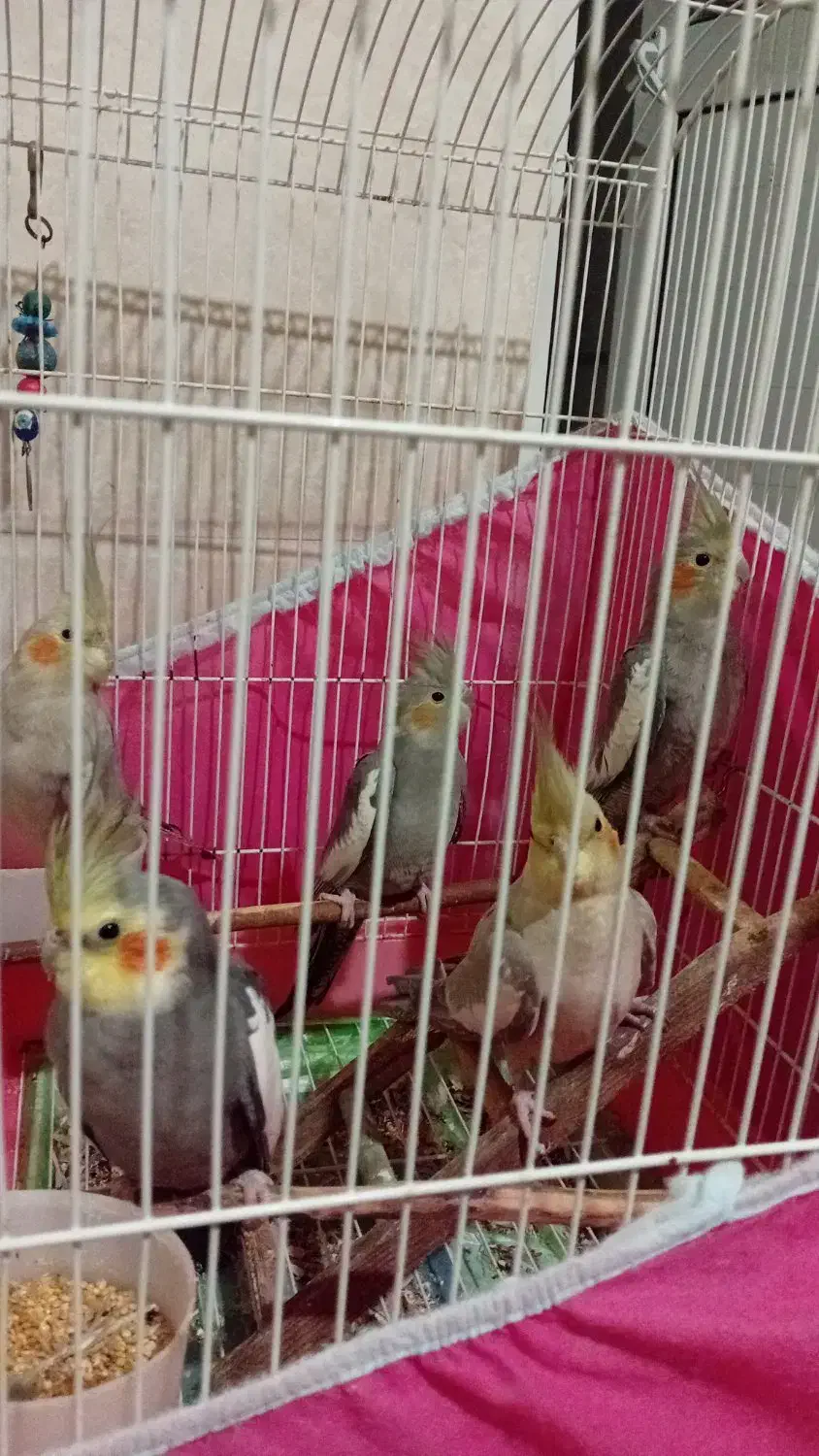 پرنده عروس|پرنده|رشت, جماران|دیوار