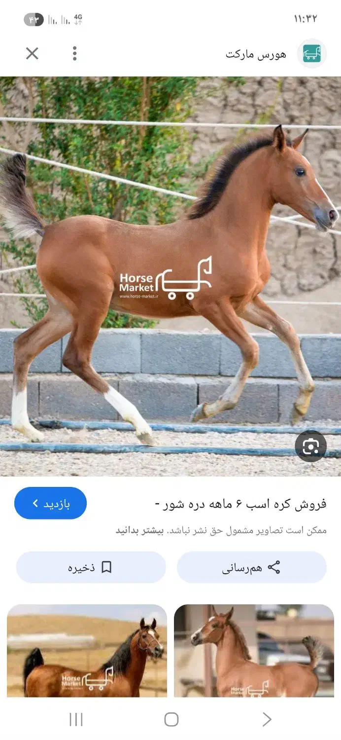 کره اسب|حیوانات|شوشتر, |دیوار