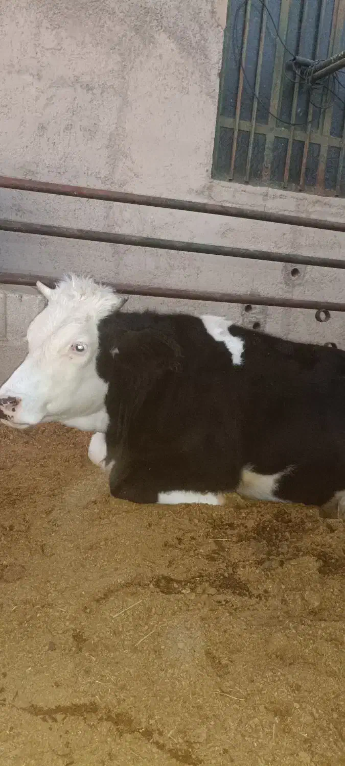 گاو آبستن|حیوانات مزرعه|دهدشت, |دیوار