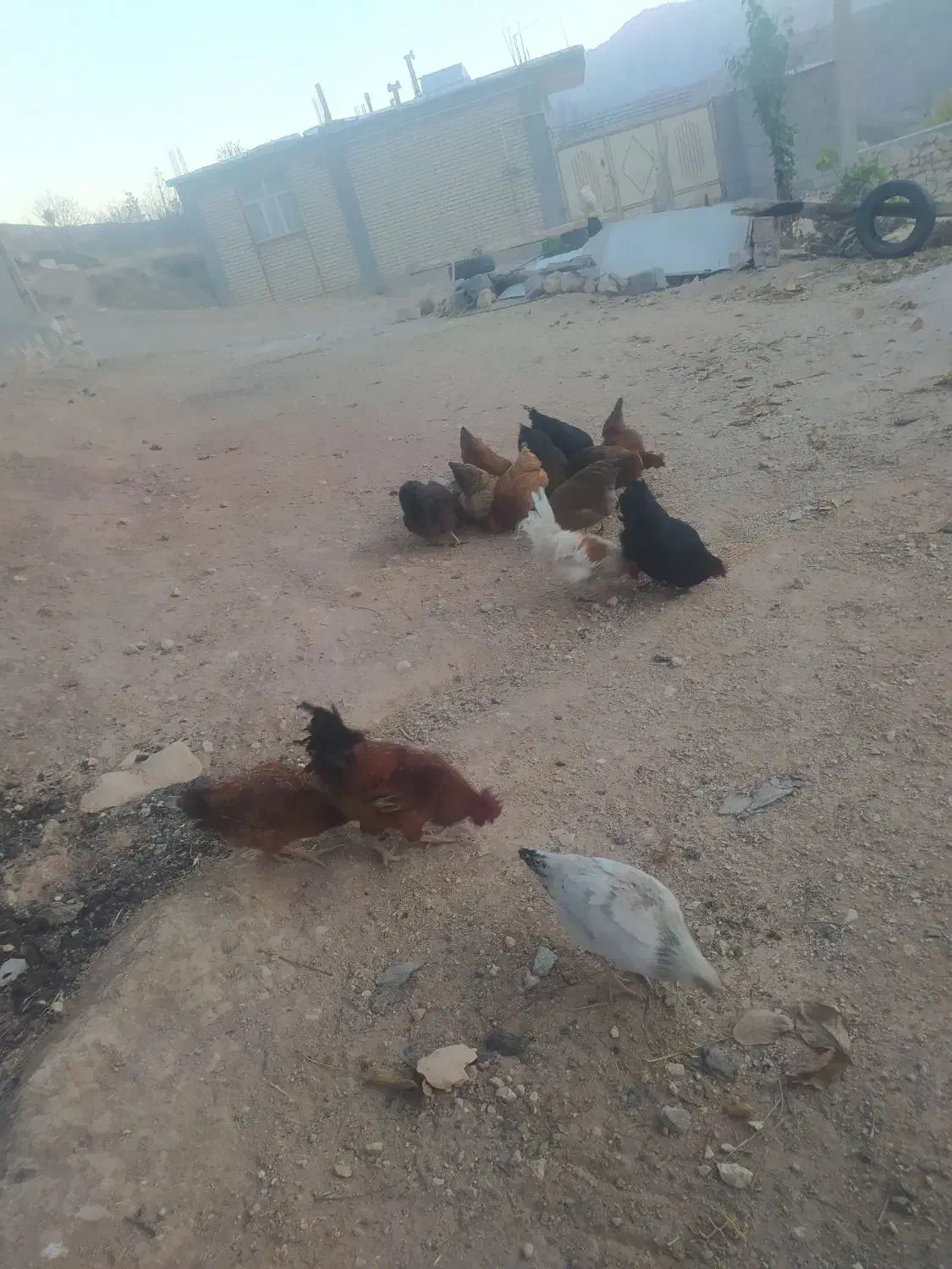 مرغ|پرنده|صمصامی, |دیوار