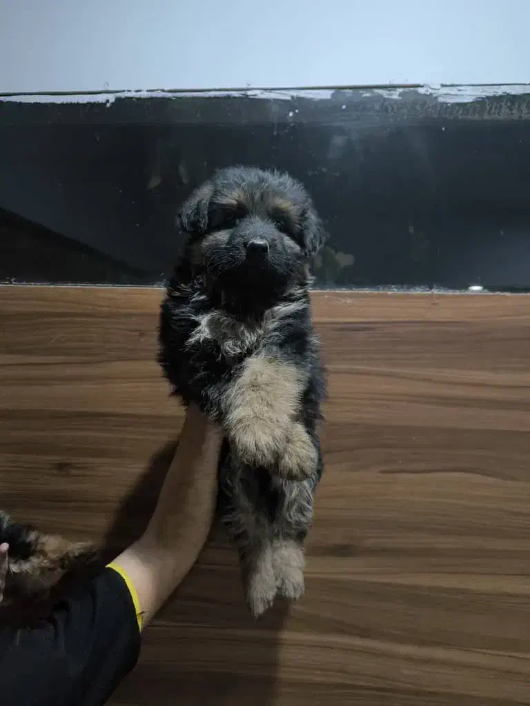 سگ ژرمن شپرد ماده مو بلند|سگ|تهران, توحید|دیوار