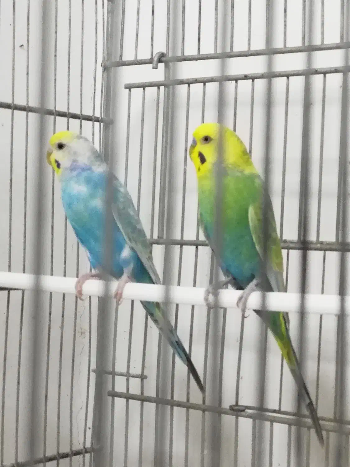 مرغ عشق|پرنده|اهواز, کیان اباد|دیوار