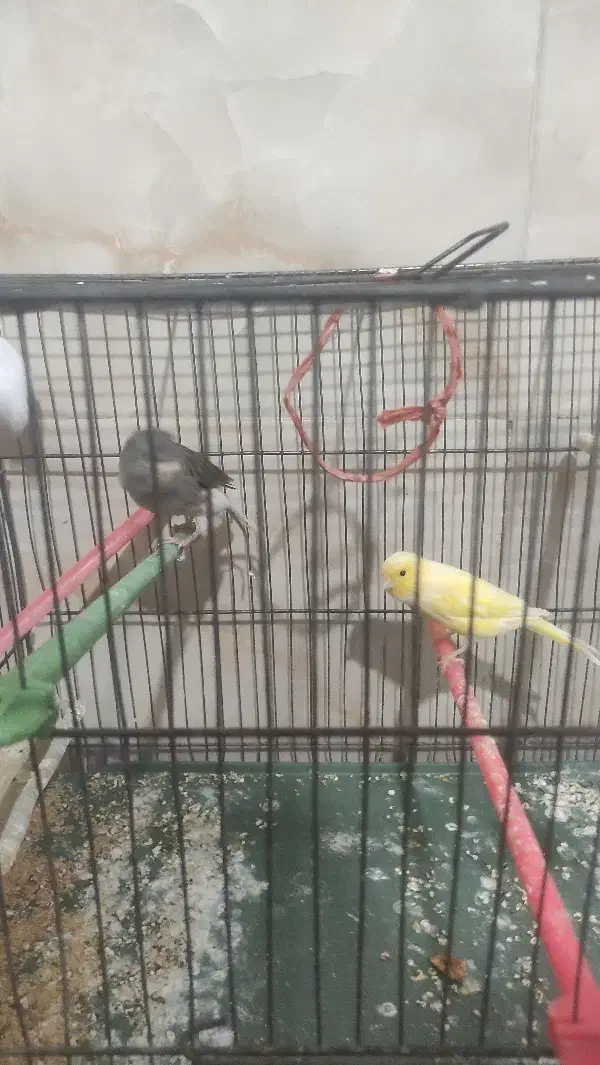 قناری نر و ماده|پرنده|قزوین, |دیوار