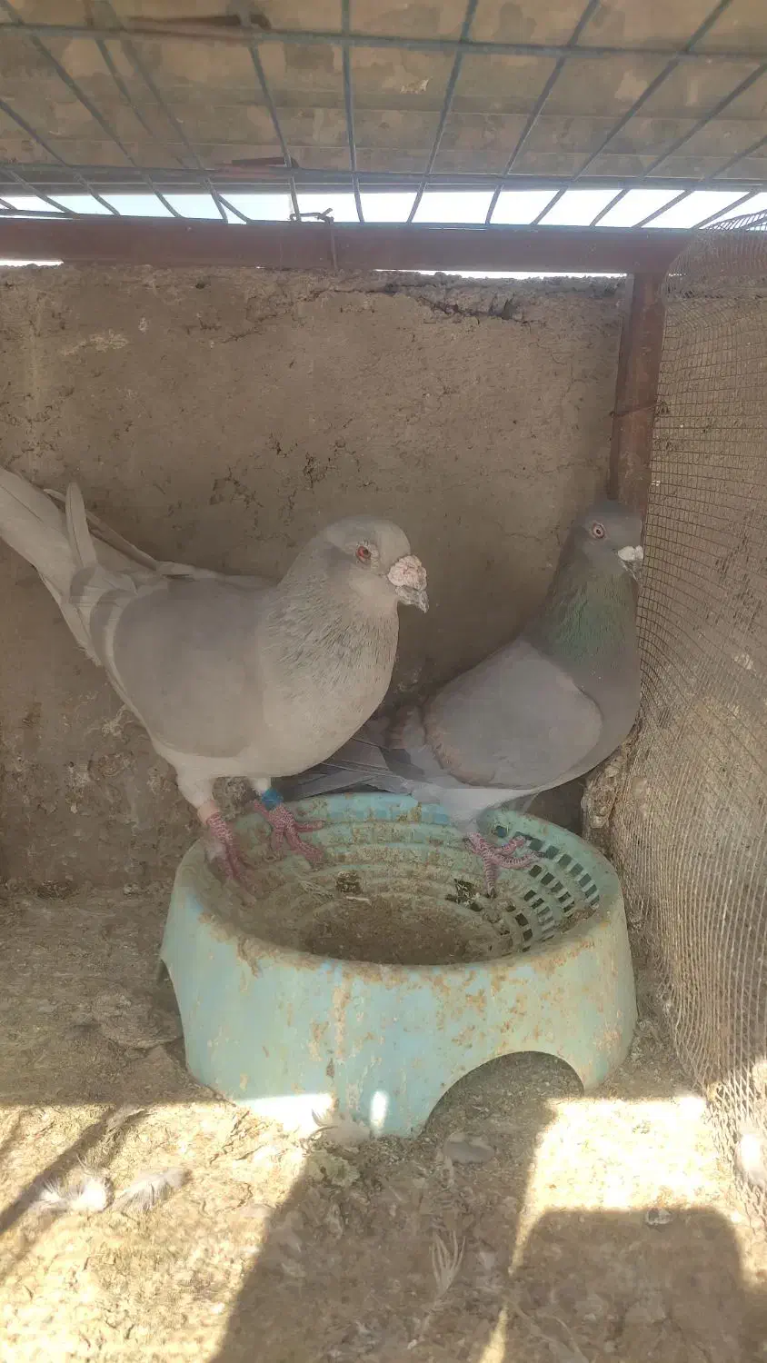 کبوتر پلاکی|پرنده|شیراز, جرسقان|دیوار