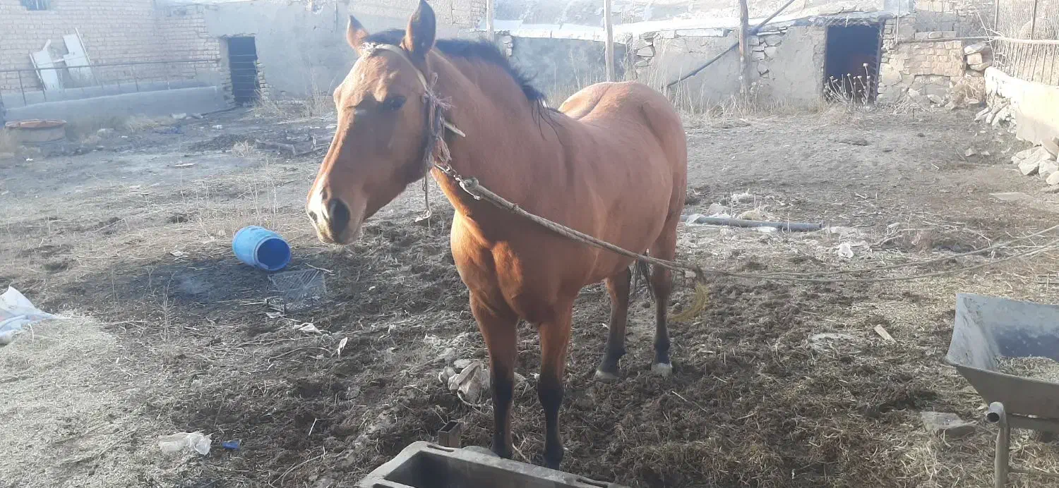 اسب مادیان سه ساله|اسب و تجهیزات اسبسواری|خنجین, |دیوار