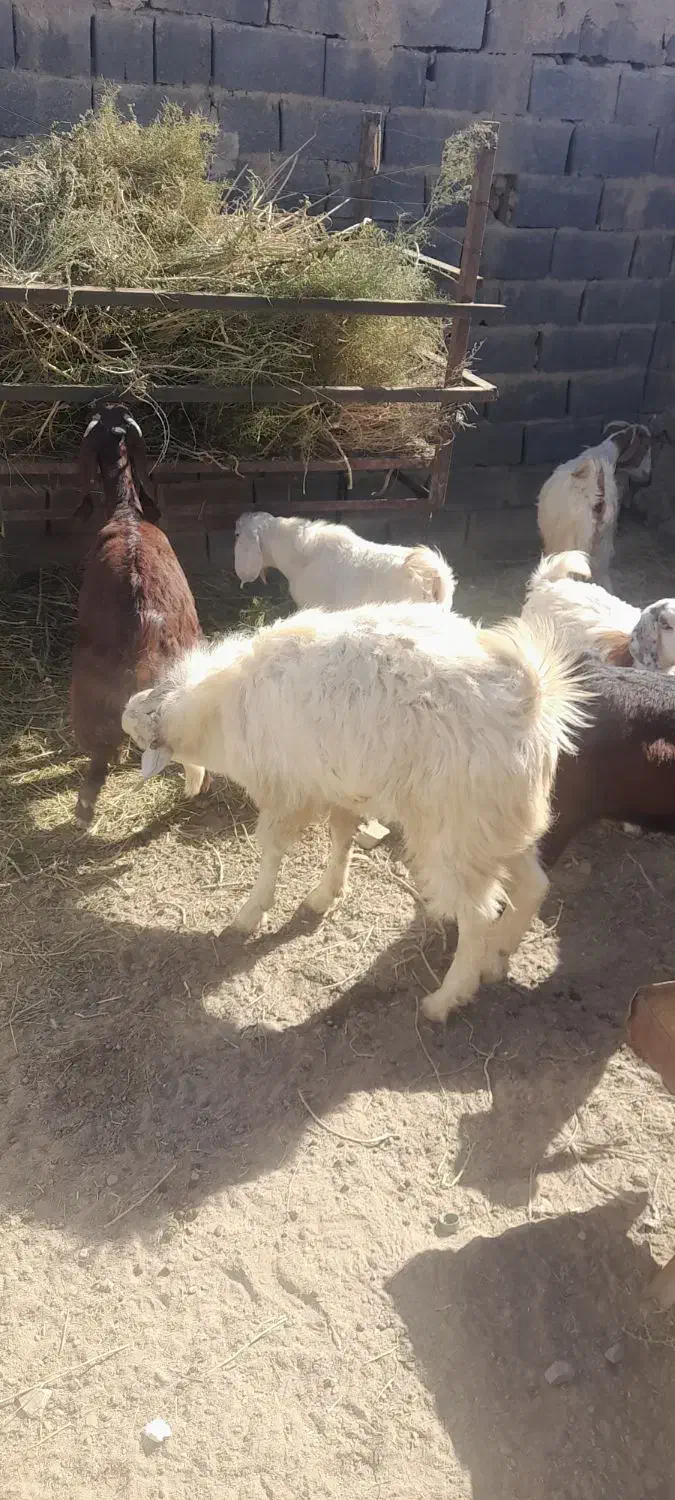 تکشاد سانن|حیوانات مزرعه|مشهد, امیرآباد|دیوار