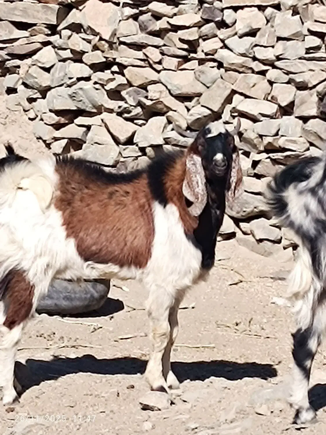 هیکلی|حیوانات مزرعه|سراوان, |دیوار