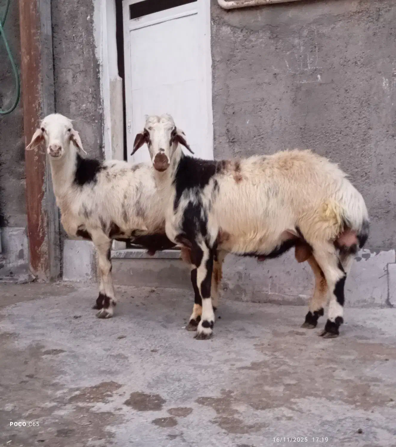 بره قوچ پوست گاوی|حیوانات مزرعه|بروجرد, |دیوار