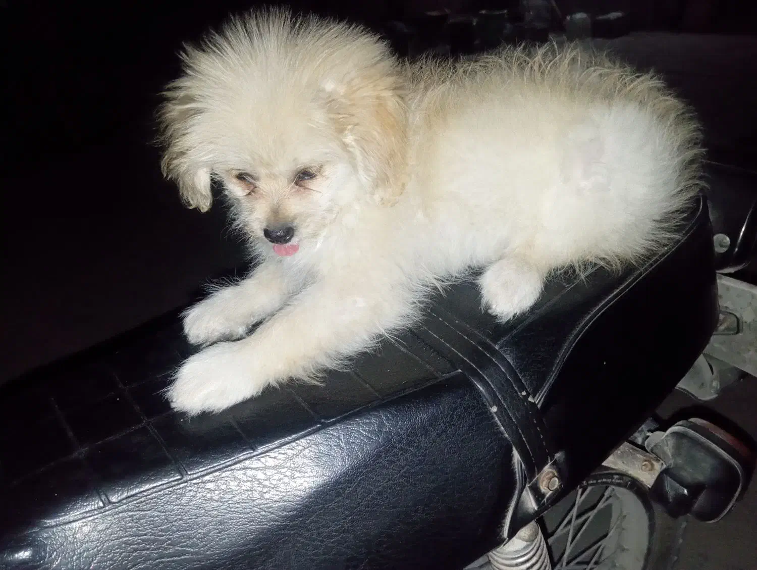 سگ پامرشیتز|سگ|بندر کنگان, |دیوار