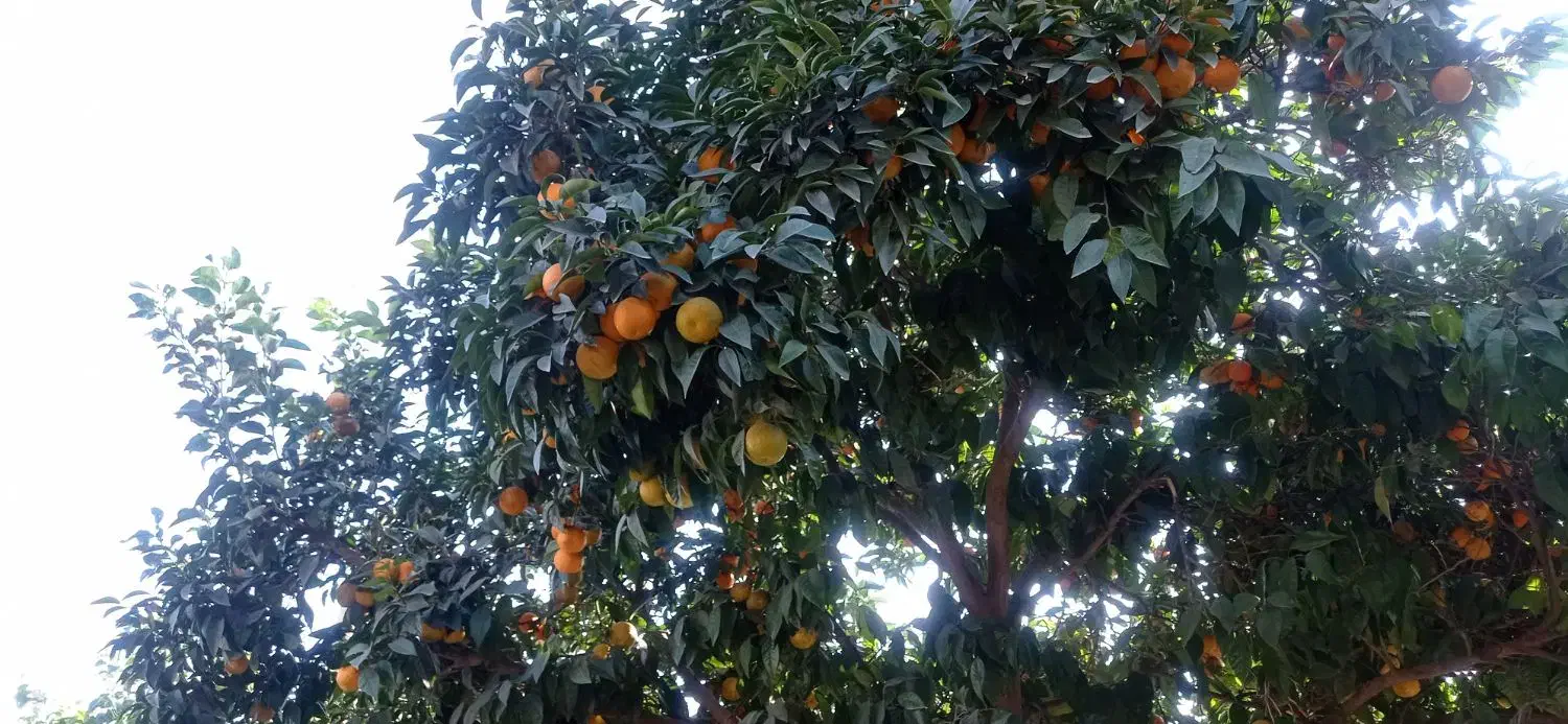 نارنج|خوردنی و آشامیدنی|دابودشت, |دیوار