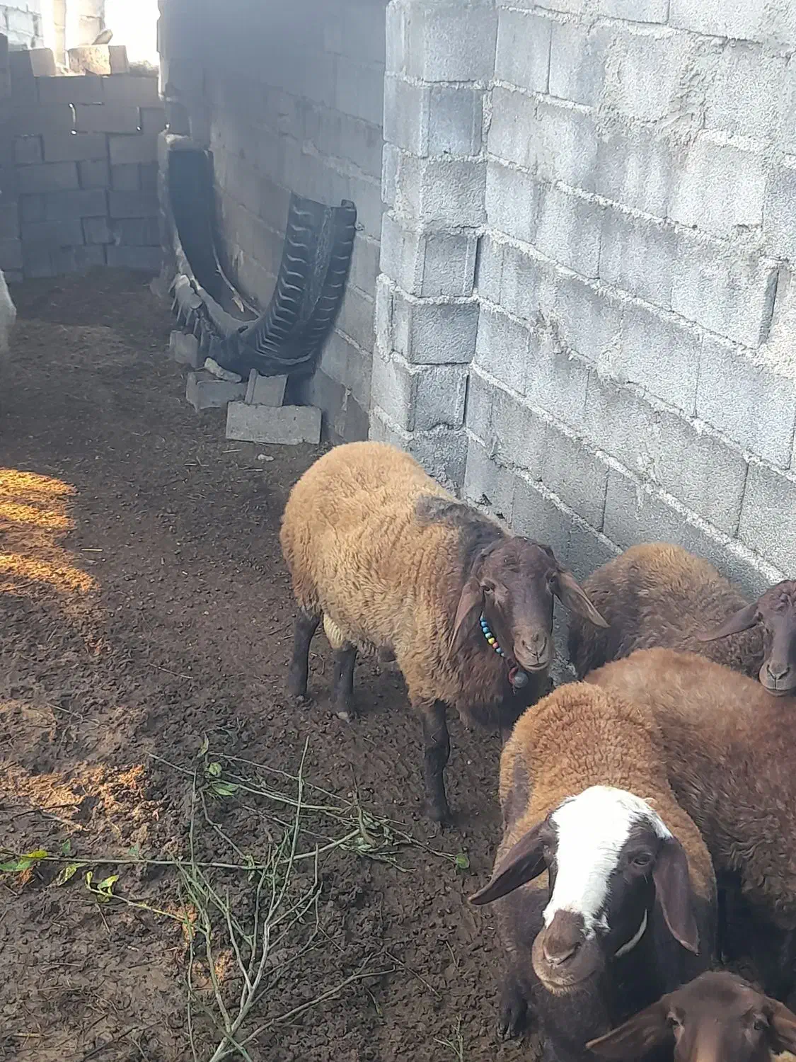 نرتخمی قره قزل افشاری درجه یک وسیاه ابستن|حیوانات مزرعه|بهشهر, |دیوار