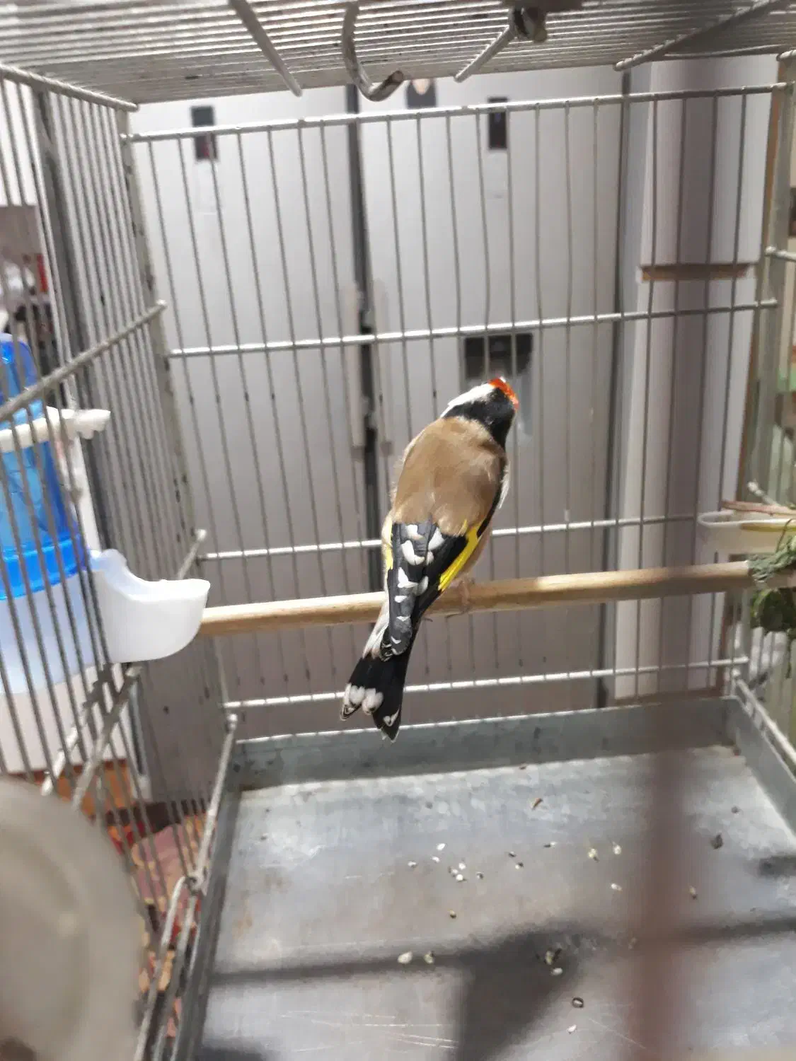 سهره|پرنده|شهر ری, شهادت|دیوار