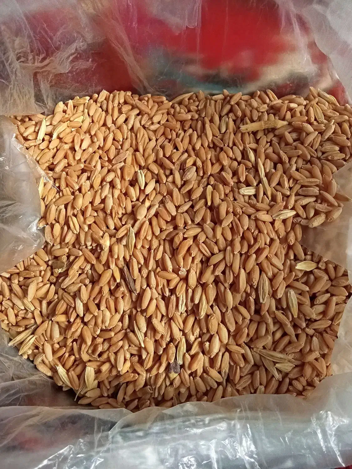 گندم بذری دیم آذر 2 فروش فوری|عمده‌فروشی|کنگاور, |دیوار