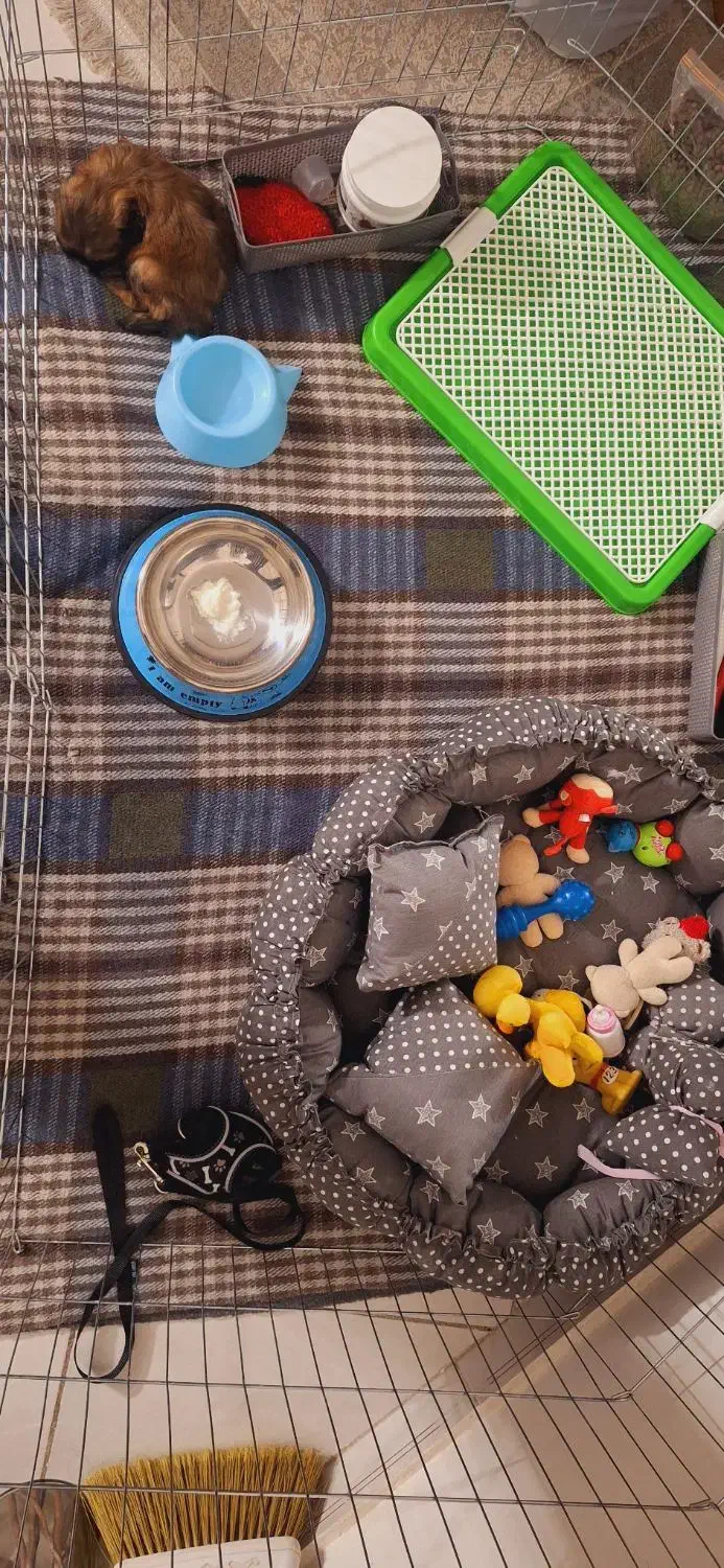 توله شیتزو با همه وسایل|سگ|مشهد, زمرد|دیوار