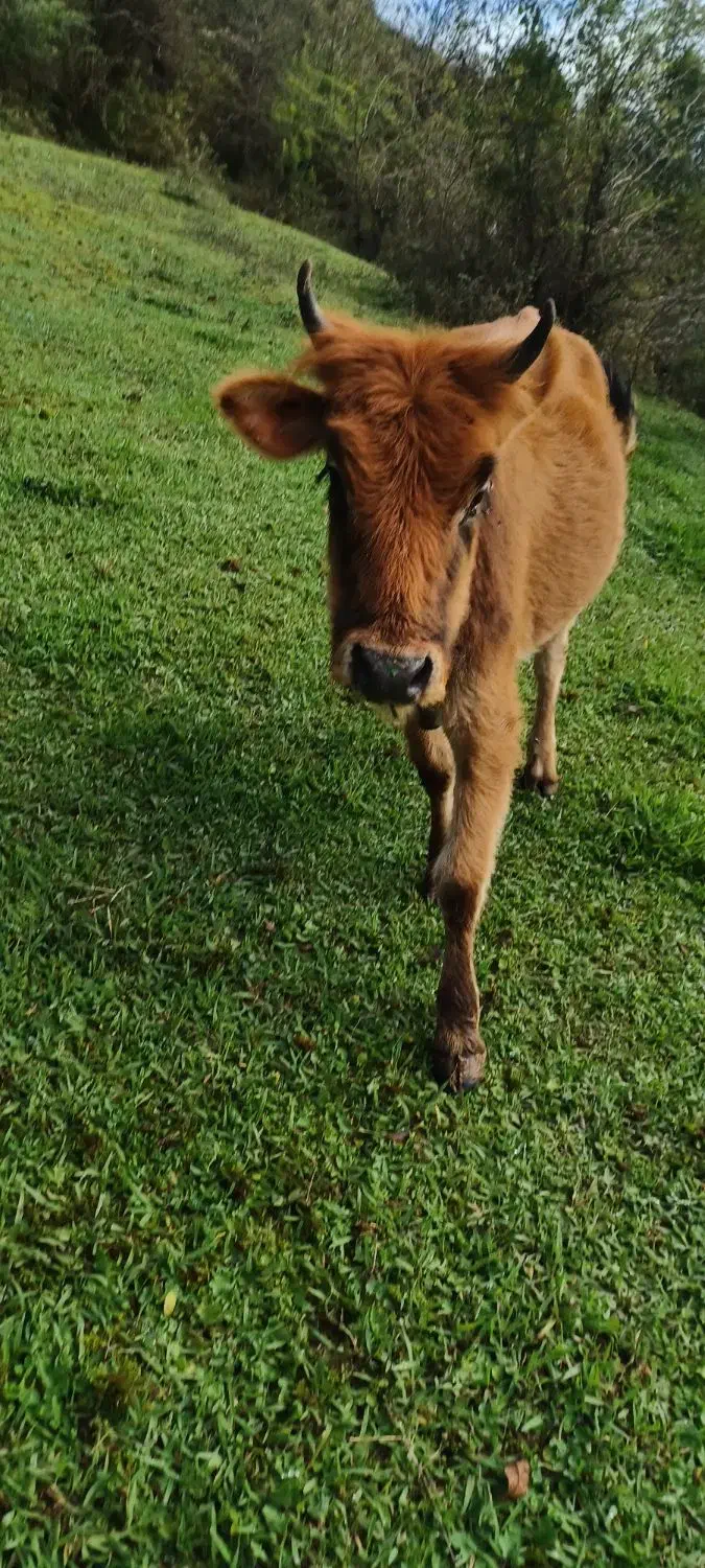 گاو|حیوانات مزرعه|سنگر, |دیوار