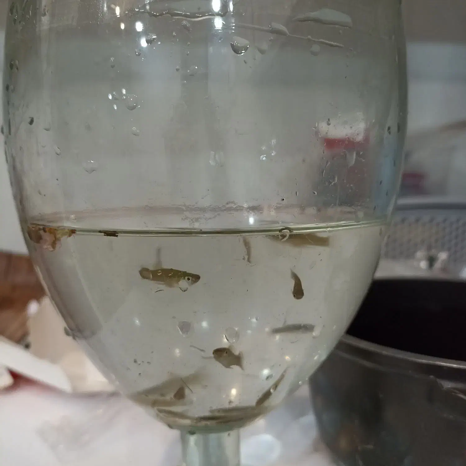 ماهی گوپی باردار ماهی آکواریومی|ماهی|دزفول, |دیوار