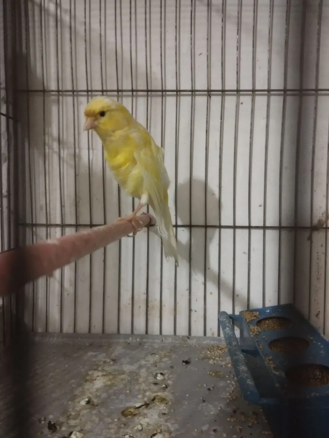 قناری ماده|پرنده|سلماس, |دیوار