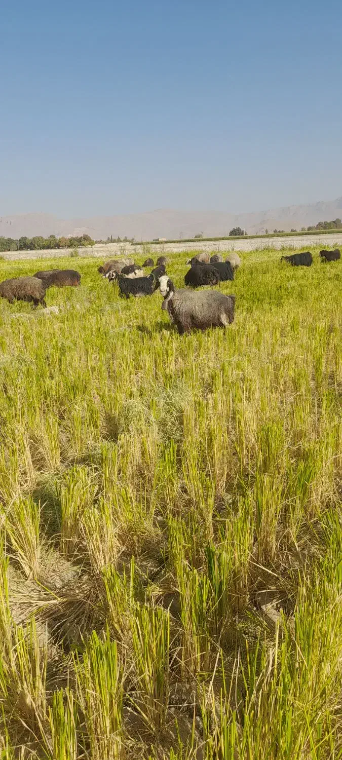 میش داشتی در بیضا|حیوانات مزرعه|بانش, |دیوار