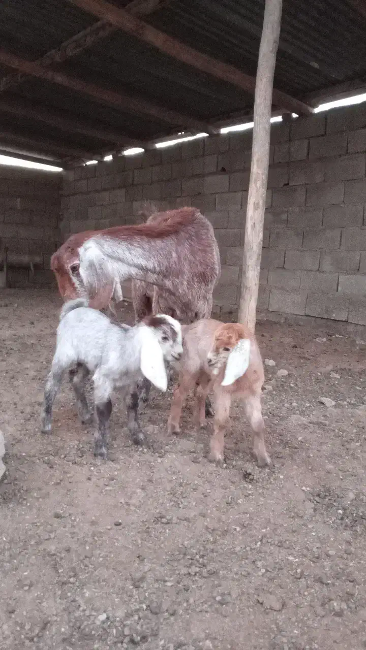 دو عدد بز بزقاله دار|حیوانات مزرعه|گنبد کاووس, |دیوار