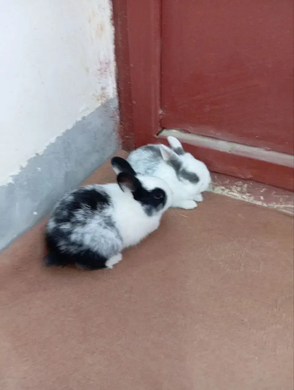 بچه خرگوش|موش و خرگوش|خمک, |دیوار