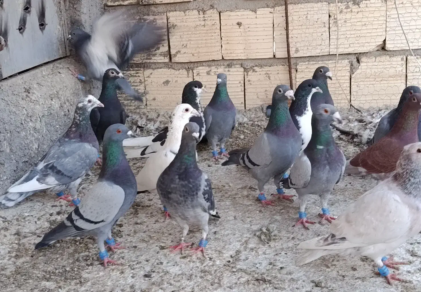 پلاکی بیرونی|پرنده|شیراز, شیخ علی چوپان|دیوار