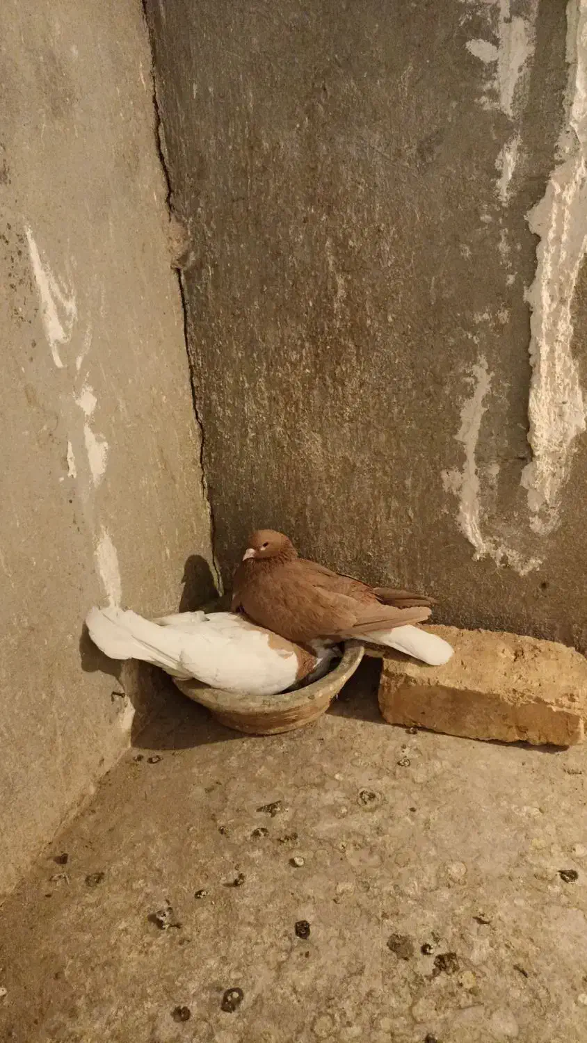 نرماده یال|پرنده|شیراز, بازار|دیوار