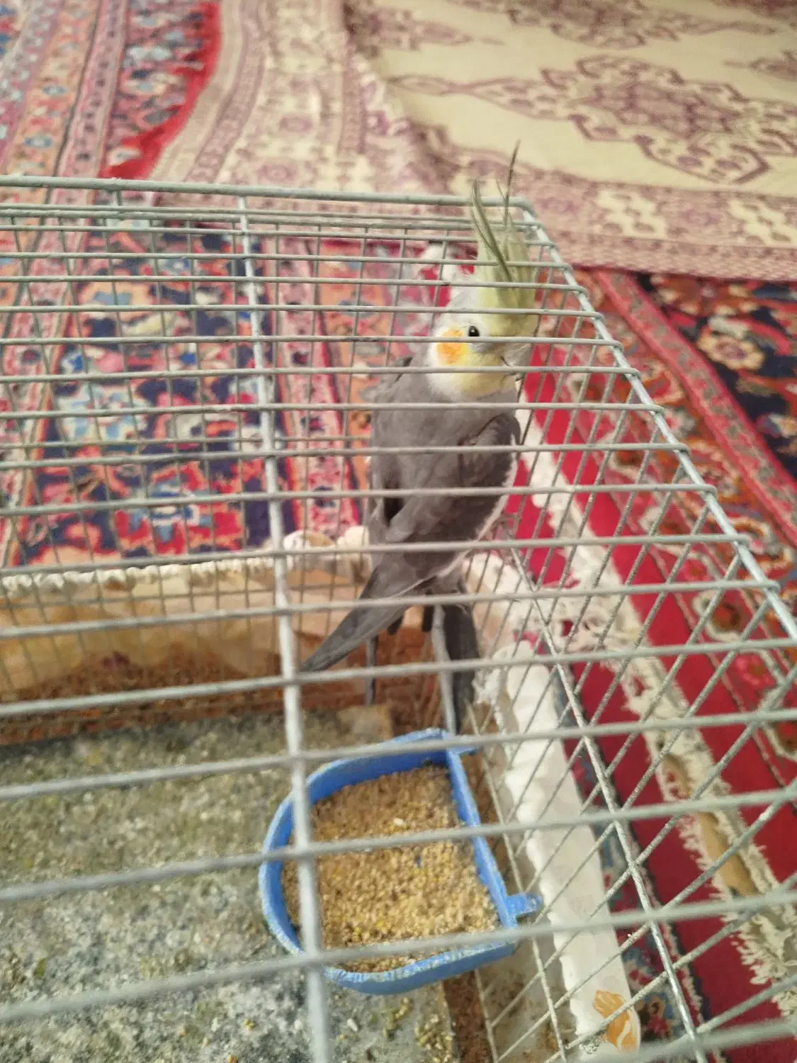 عروس هلندی|پرنده|سبزوار, شهدا|دیوار