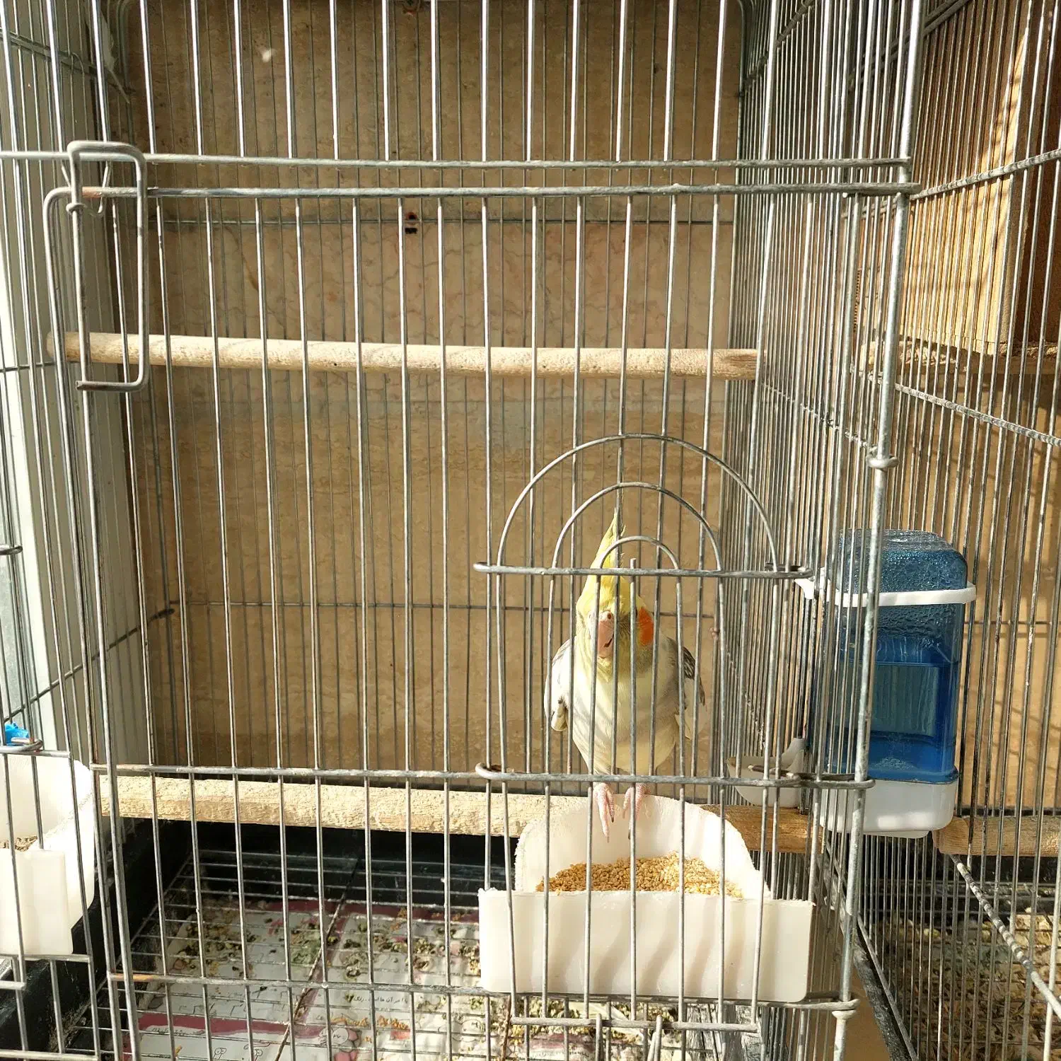 عروس هلندی مولد|پرنده|دماوند, گیلاوند|دیوار