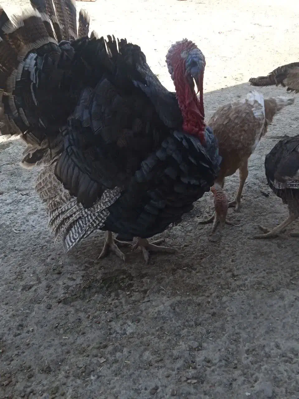 بوقلمون های جوان|حیوانات مزرعه|اصفهان, جلوان|دیوار