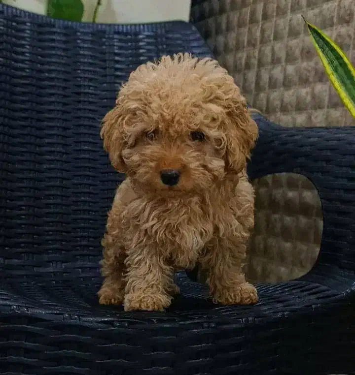 توی پودل اصیل با تضمین اصالت نژاد|سگ|رشت, لاکانی|دیوار