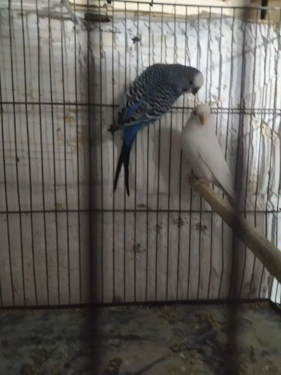 مرغ عشق های مولد و فنچ های کینگ ماده|پرنده|خرمدره, |دیوار